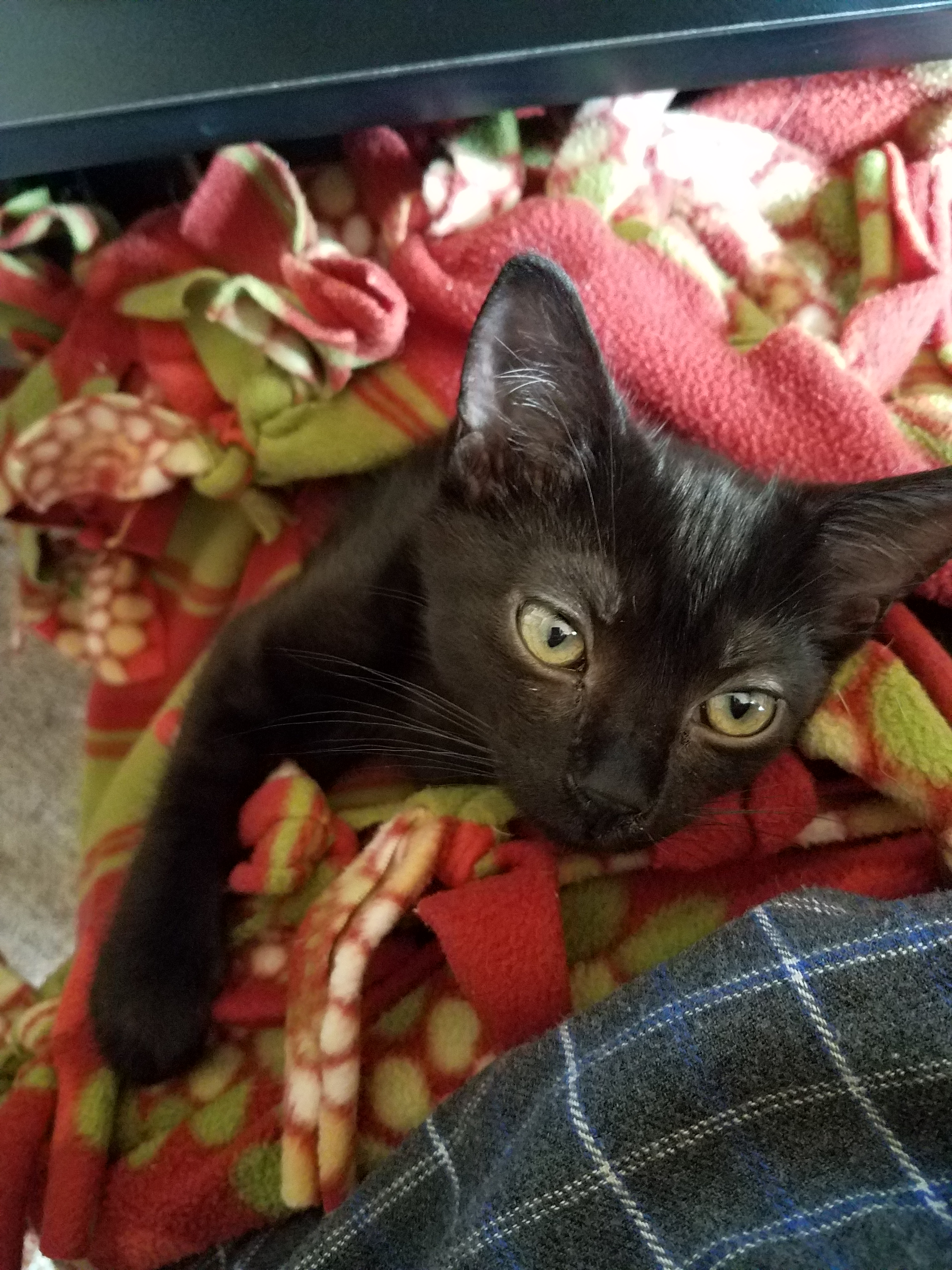 Nero, the fuzzy pinball.