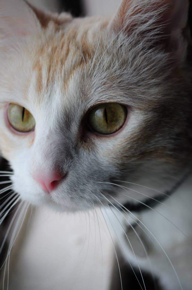 Kiera, the princess.